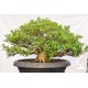 Kimeng (Ficus microcarpha)